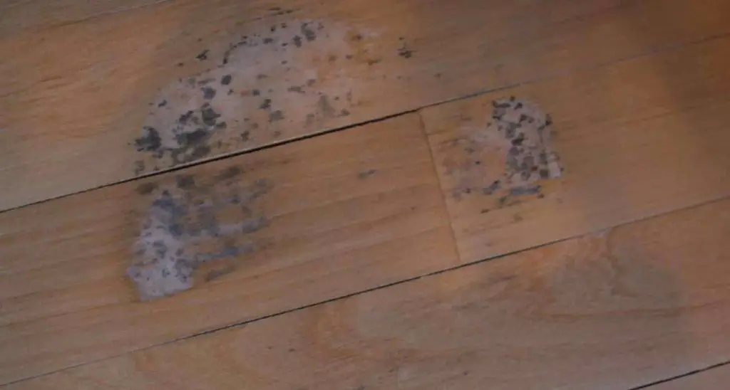 How do I know that my laminate is moldy?