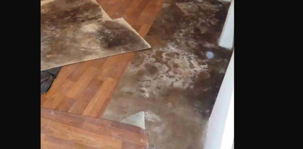 How to remove mold from laminate flooring